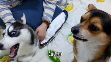 二哈犯错被打，立马栽赃给土狗，真是个心机狗，笑喷了