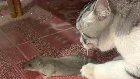 老鼠被猫咪抓住还想逃，太高估自己的实力了，血脉压制可不是盖的