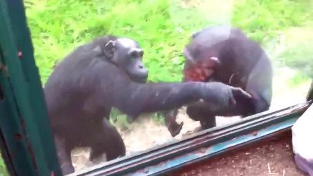 猩猩想吃袋子里的食物，指导游客怎么把食物给它送进去
