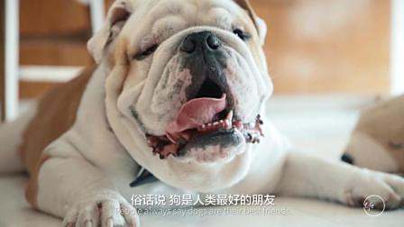 不是所有的狗都是单身狗, 前方高萌