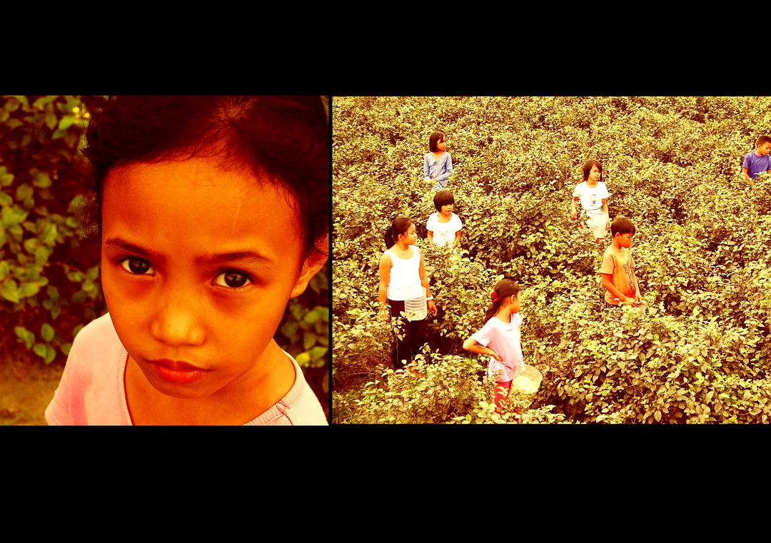 森巴吉塔，国花