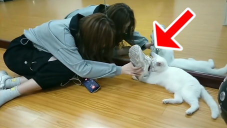 姑娘人家跟你无冤无仇你这样做真的好吗？看把人家猫咪都熏傻了！