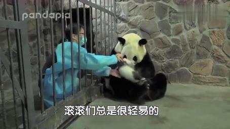 这是我见过最坚定的大熊猫妈妈，怎么拿吃的都不换娃！