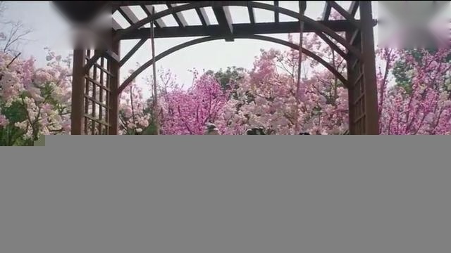 《将军在上》叶昭夫妇今犹在，不见当年马思纯