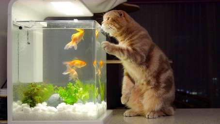 自从家里安装了这个鱼缸，猫咪看到金鱼连觉都不睡，眼睛都瞪直了