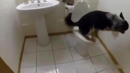 狗狗不仅会使用马桶上厕所，上完之后还不忘冲马桶，这是成精了吗