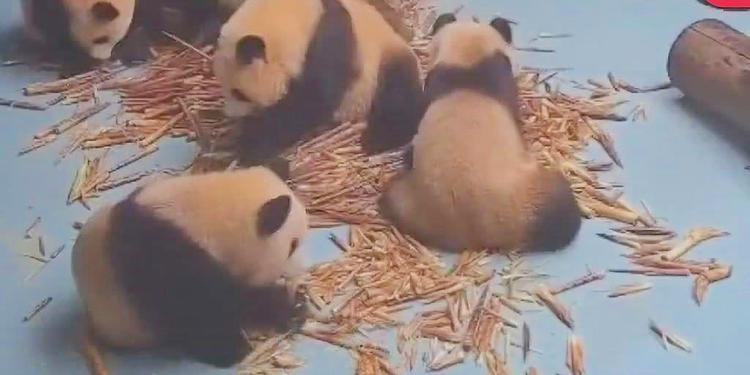一群熊猫就知道吃，终于有熊看不下去了能不能嗨起来，别吃啦