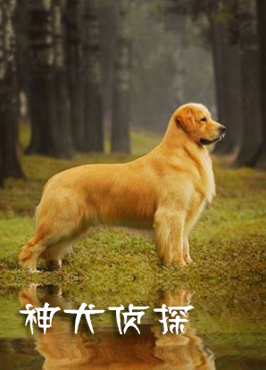 神犬侦探