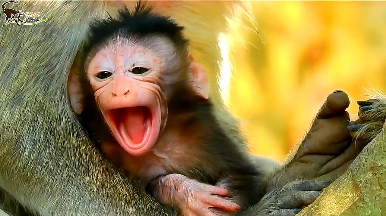 可爱的猴宝宝,总是吐着它的“小舌头”,长得太萌了!