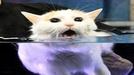 猫咪呆在泳池旁，惨遭主人夺命脚顿时成了落汤猫，随后的画面太搞