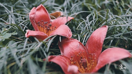 春之味: 四月花语