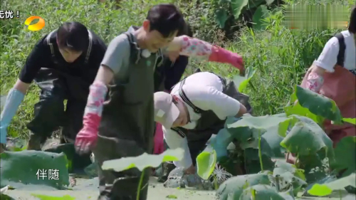 向往的生活11期看点:欧阳娜娜频频挖石头深陷泥潭