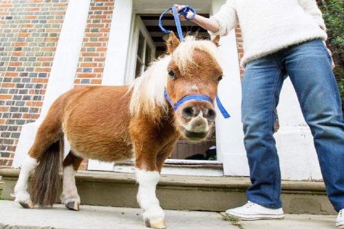 世界上最小的马，特殊血统售价昂贵，走在大街上回头率爆表