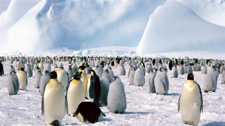 卫星真不靠谱, 这150万只企鹅, 在这藏了2800年都没被发现!