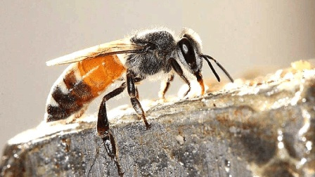 蜜蜂决定人类生死? 它消失后, 或将引发第6次生物大灭绝!