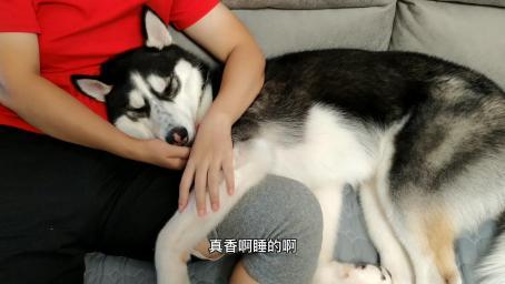 二哈睡觉还必须让主人抱着，这个黏人的憨憨，真把自己当宝宝了