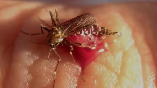 蚊子在地球上有什么用？如果全被消灭了会有什么后果？一分钟视频告诉你答案