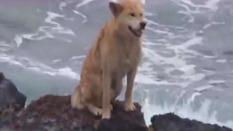 每天守在海边岩石的狗狗，知道它背后的故事，我感动得哭了！
