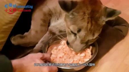 如果将几卷卫生纸放到狮子面前，会有怎样的表现？像极了拆家二哈