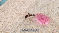蚂蚁真的能够变色吗？老外用糖浆测试，结果让人大开眼界