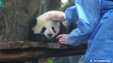 熊猫宝宝：起床摸头杀，还有公主抱，奶爸，我也想要这样的待遇~