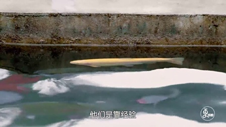 更成都 | 帅气外国小伙竟选择下乡卖鱼