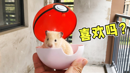 主人带小仓鼠去新家，小仓鼠是住书房好还是阳台好