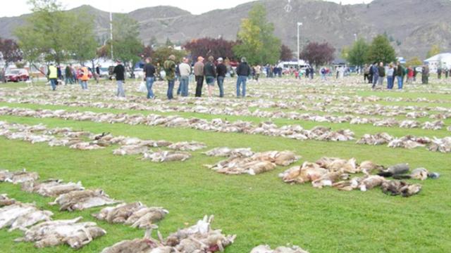 中国多种美食物种攻入外国，多国遭殃了，食之不下看之不适