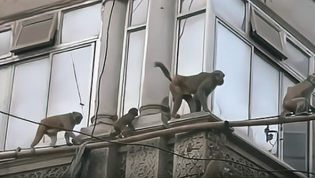 猴子爬到了高压线上，意外发生瞬间烧成火猴，镜头记录全过程！