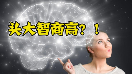头大智商也高? 科学家用这种动物做实验, 得出了这个结果!