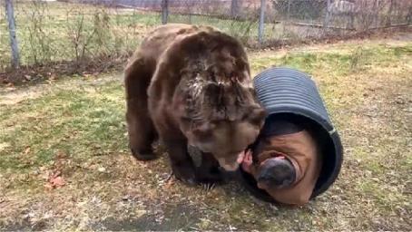 饲养员钻进圆筒不出来，可把棕熊极坏了，下一秒忍住别笑