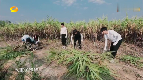 向往的生活4 第5期看点：众人齐力拔甘蔗
