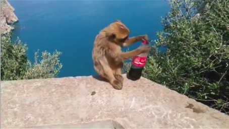 猴子抢走游客可乐，刚打开瓶盖意外就发生了，镜头记录全过程！