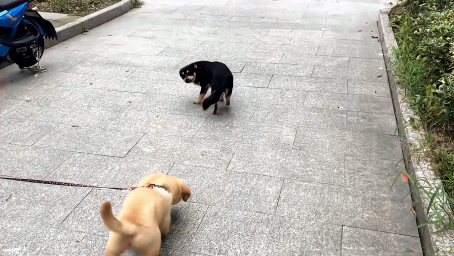 小金毛：第一次出门，就遇到好朋友小黑狗，开心的一直摇尾巴