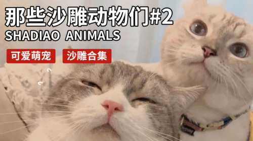 「搞笑猫狗视频 2」2020沙雕动物视频合集，笑了你就输了！