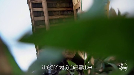 更成都 | 传承百年的柿树，古法制作最甜蜜柿饼