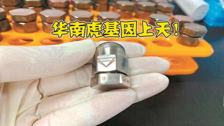 为了防止物种灭绝, 中国出绝招, 将华南虎DNA送上太空!