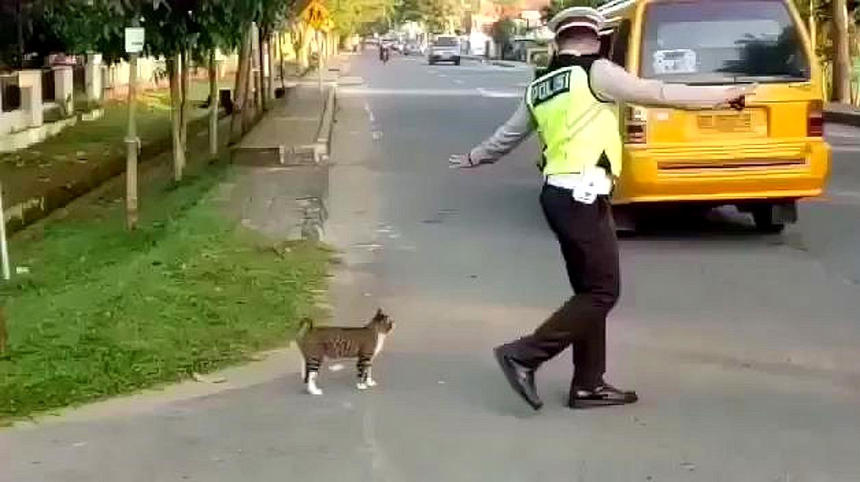 猫咪想要过马路，向交警求助，下一秒憋住别笑，镜头记录全过程