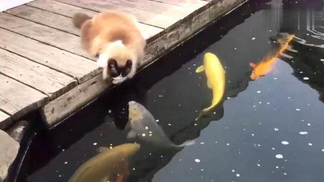 布偶猫：这里的鱼都是我的，谁也不能动！