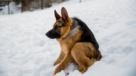这只牧羊犬没有脖子，却是世界上最幸运的狗狗，这是为什么呢？