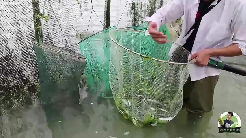 抓到了一直想要的大墨鱼、蓝尾虾、花虾，又是收获满满的一天！