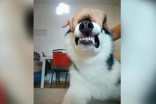 主人趁哈士奇睡觉把它的风扇关了，二哈瞬间火了差点把主人打一顿