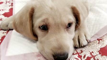 80后单身美女领养导盲犬，同吃同住亲密无间，却因一场考试而终止缘分？