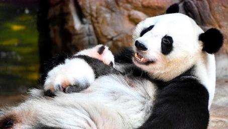 大熊猫第一次看见自己的宝宝，下一秒憋住别笑，镜头记录全过程