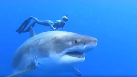 美女潜入海底大胆撸鲨鱼，结果刚一碰到，意外一幕就发生！