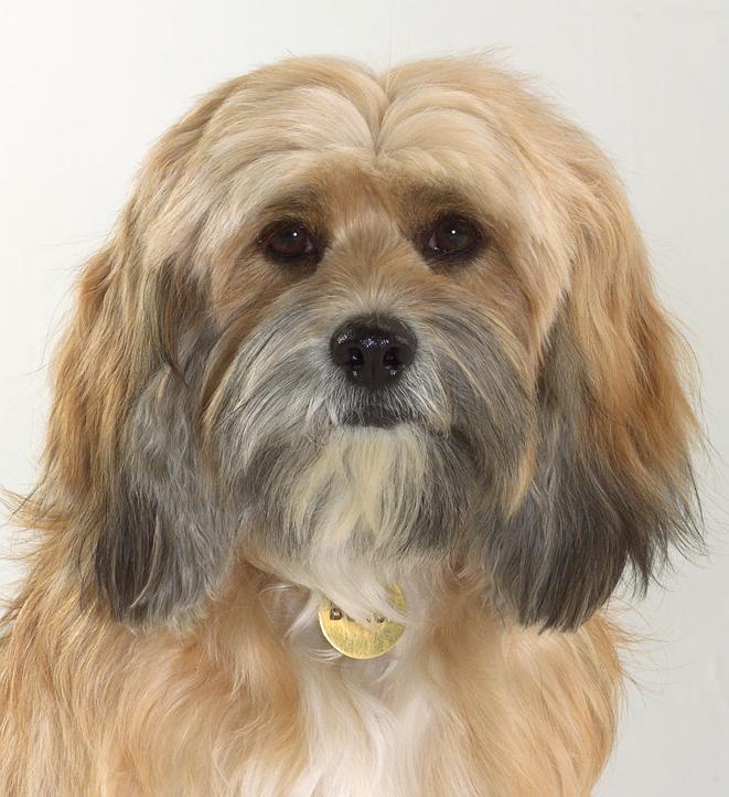 本吉:营救大逃亡