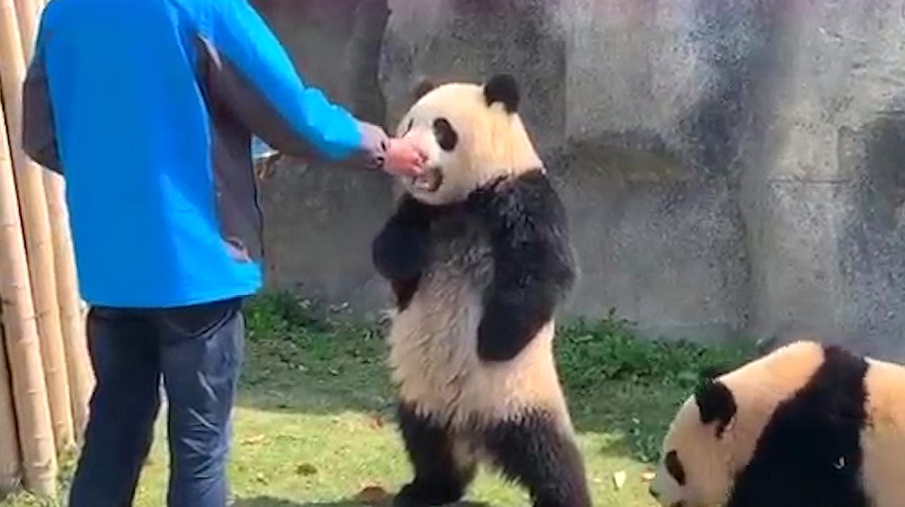 饲养员埋怨熊猫抢食，熊猫的反应请大家憋住别笑，镜头记录全过程