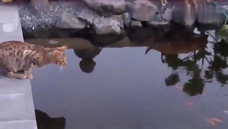 狸花猫想偷吃池子里的鱼，结果失足落水，被主人和狗狗嘲笑，好尴尬