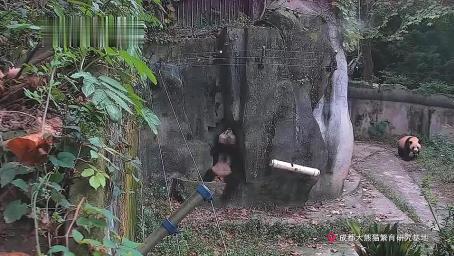 「熊猫」建国之后不许成精啦，身为国宝咋还能成精啦呢