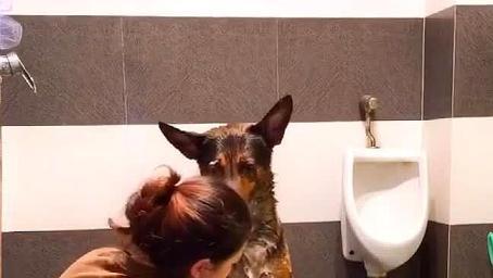 男友送的狗太可爱了，洗澡都在站军姿，怀疑它是不是当过兵？